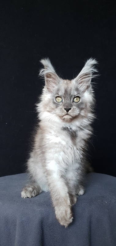 Zapal Akbars - Kitten maine-coon 2 months 3.5 weeks