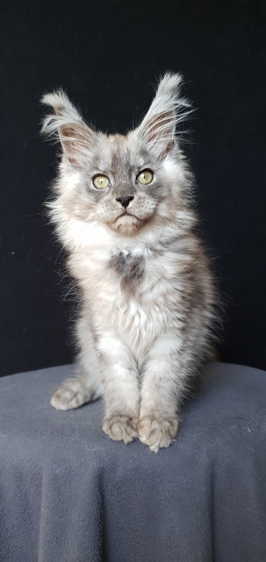 Zapal Akbars - Kitten maine-coon 2 months 3.5 weeks
