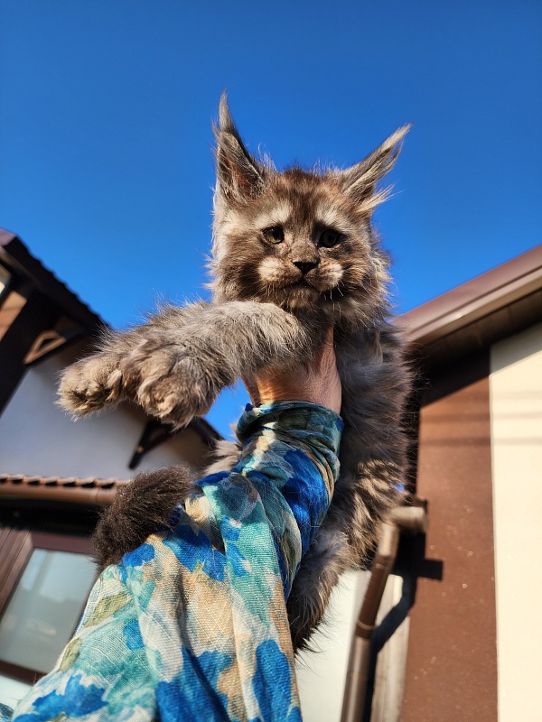 Alkor  Akbars (polydactyl 66/66) - Kitten maine-coon 1 month 3 weeks
