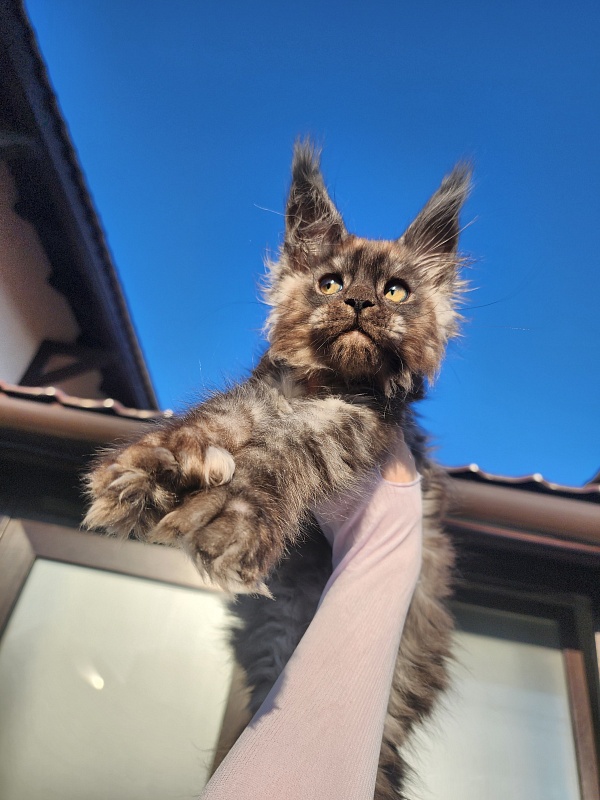 Alkor  Akbars (polydactyl 66/66) - Kitten maine-coon 2 months 3 weeks