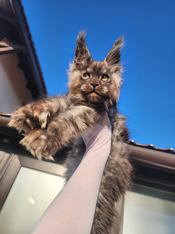 Alkor  Akbars (polydactyl 66/66) - Kitten maine-coon 2 months 3 weeks