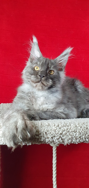 Alkor  Akbars (polydactyl 66/66) - Kitten maine-coon 4 months 1.5 week