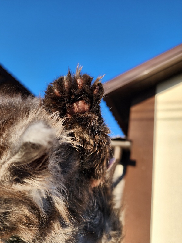 Alkor  Akbars (polydactyl 66/66) - Kitten maine-coon 1 month 3 weeks