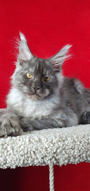 Alkor  Akbars (polydactyl 66/66) - Kitten maine-coon 4 months 1.5 week