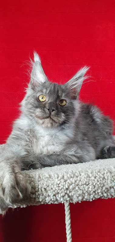 Alkor  Akbars (polydactyl 66/66) - Kitten maine-coon 4 months 1.5 week