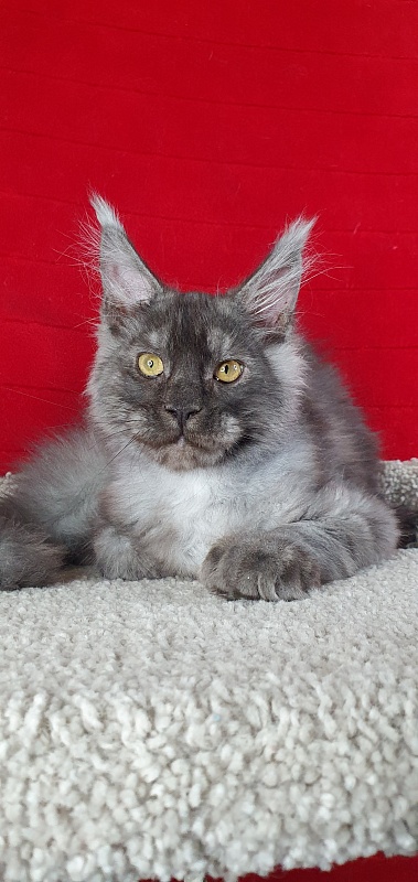 Alkor  Akbars (polydactyl 66/66) - Kitten maine-coon 4 months 1.5 week