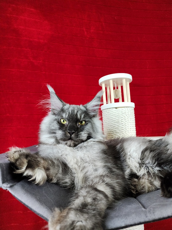 Alkor  Akbars (polydactyl 66/66) - Kitten maine-coon 6 months