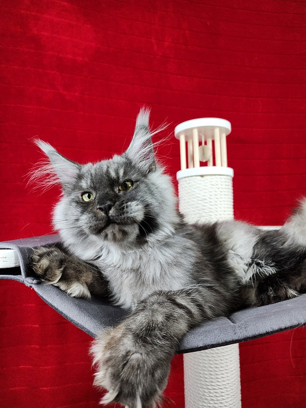 Alkor  Akbars (polydactyl 66/66) - Kitten maine-coon 6 months