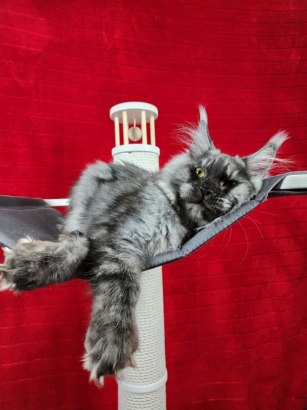 Alkor  Akbars (polydactyl 66/66) - Kitten maine-coon 6 months