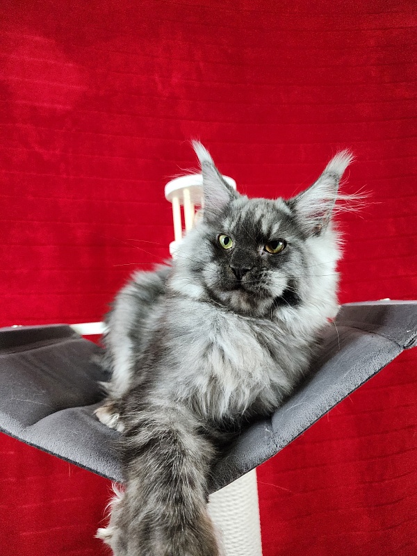 Alkor  Akbars (polydactyl 66/66) - Kitten maine-coon 6 months