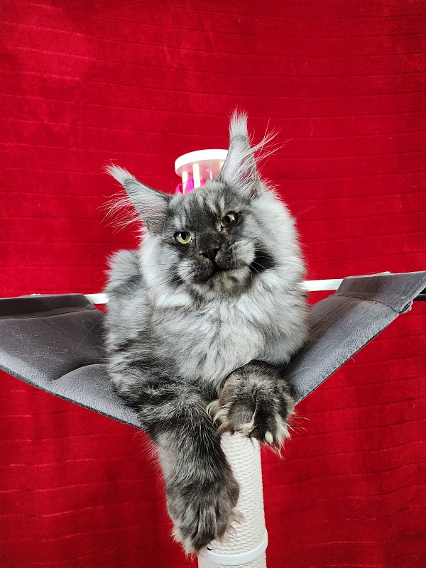 Alkor  Akbars (polydactyl 66/66) - Kitten maine-coon 6 months