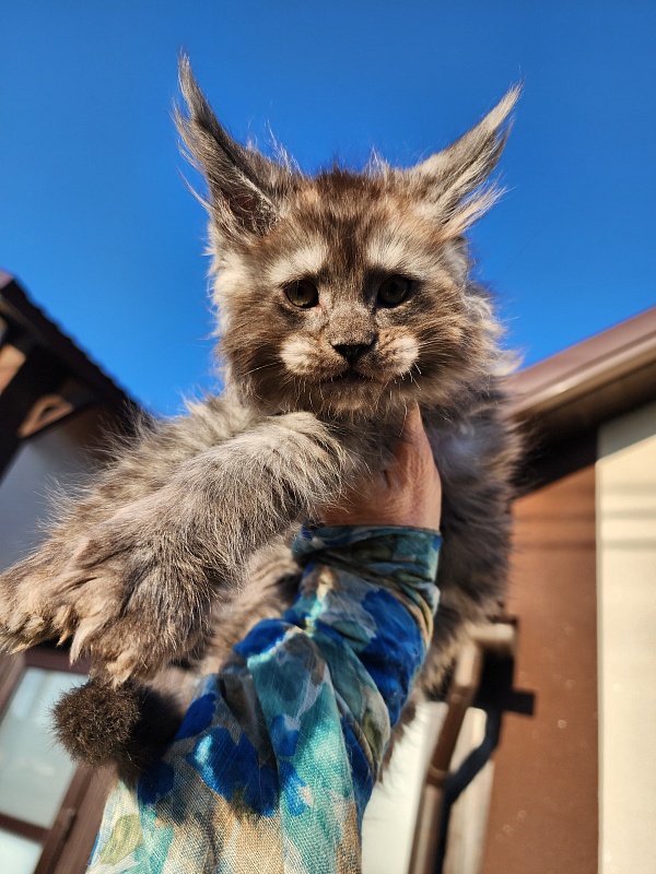 Alkor  Akbars (polydactyl 66/66) - Kitten maine-coon 1 month 3 weeks