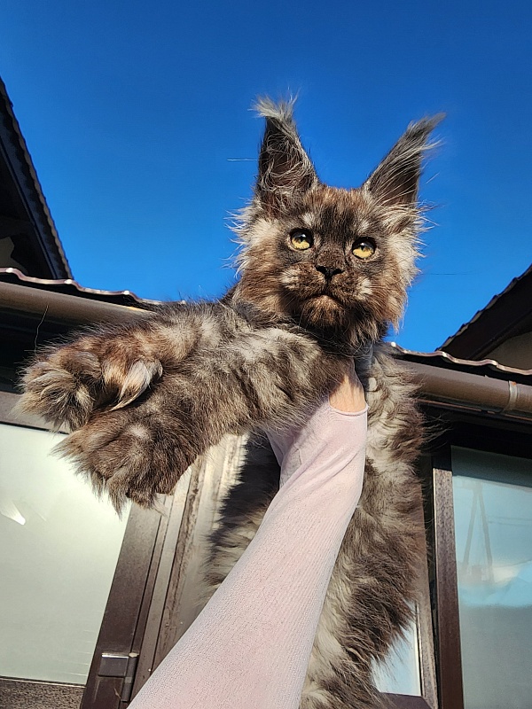 Alkor  Akbars (polydactyl 66/66) - Kitten maine-coon 2 months 3 weeks