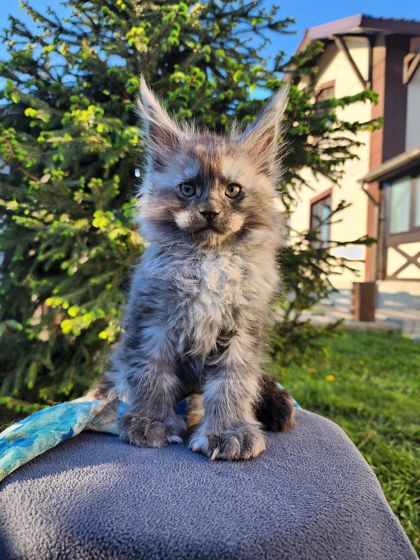 Alkor  Akbars (polydactyl 66/66) - Kitten maine-coon 1 month 3 weeks