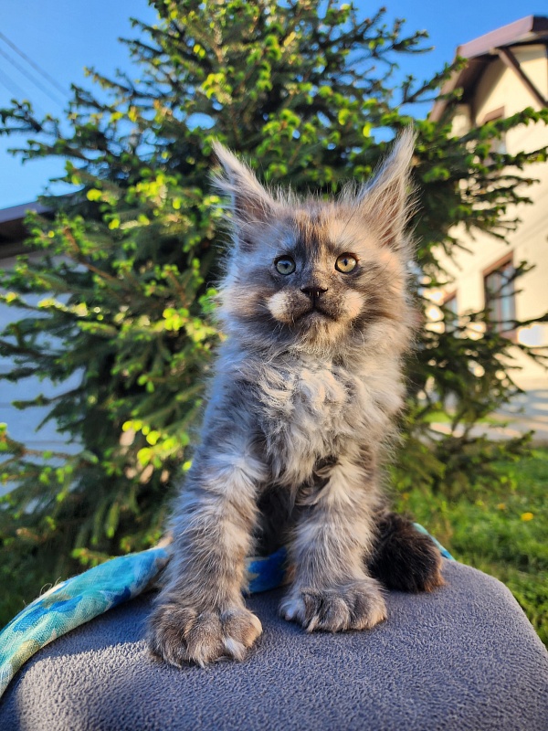 Alkor  Akbars (polydactyl 66/66) - Kitten maine-coon 1 month 3 weeks