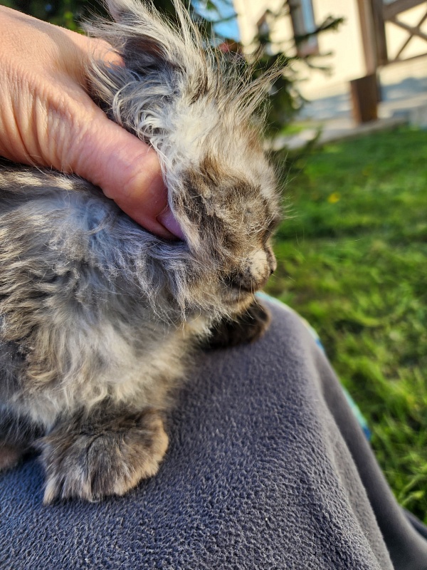 Alkor  Akbars (polydactyl 66/66) - Kitten maine-coon 1 month 3 weeks