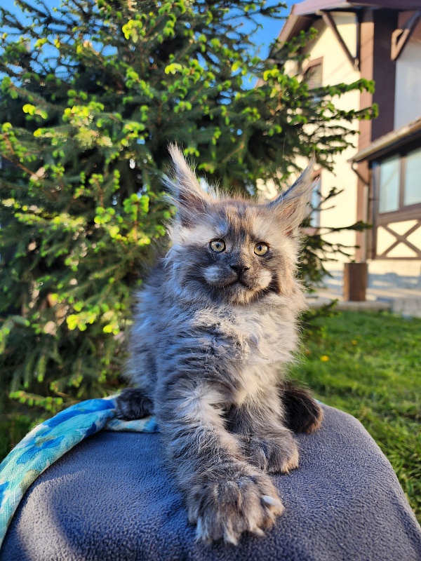 Alkor  Akbars (polydactyl 66/66) - Kitten maine-coon 1 month 3 weeks