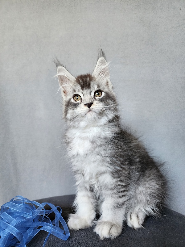 Boss Cat  Akbars - Kitten maine-coon 2 months 1 week