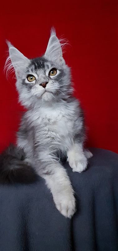 Boss Cat  Akbars - Kitten maine-coon 4.5 months
