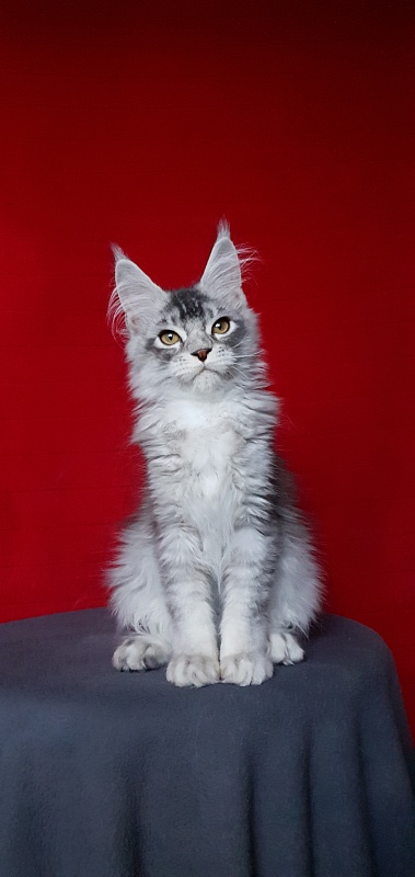 Boss Cat  Akbars - Kitten maine-coon 4.5 months
