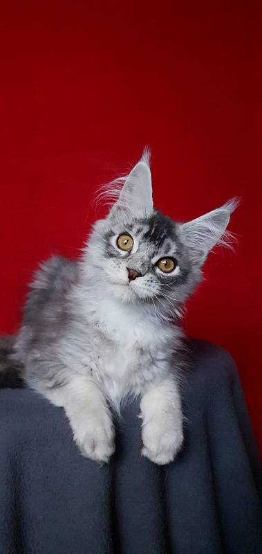 Boss Cat  Akbars - Kitten maine-coon 4.5 months