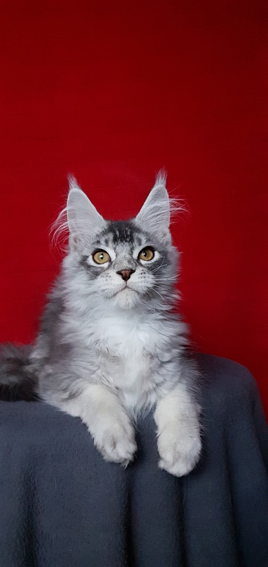 Boss Cat  Akbars - Kitten maine-coon 4.5 months