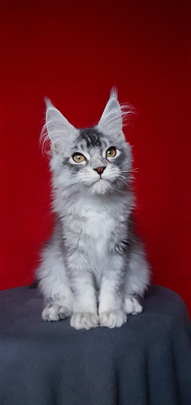 Boss Cat  Akbars - Kitten maine-coon 4.5 months
