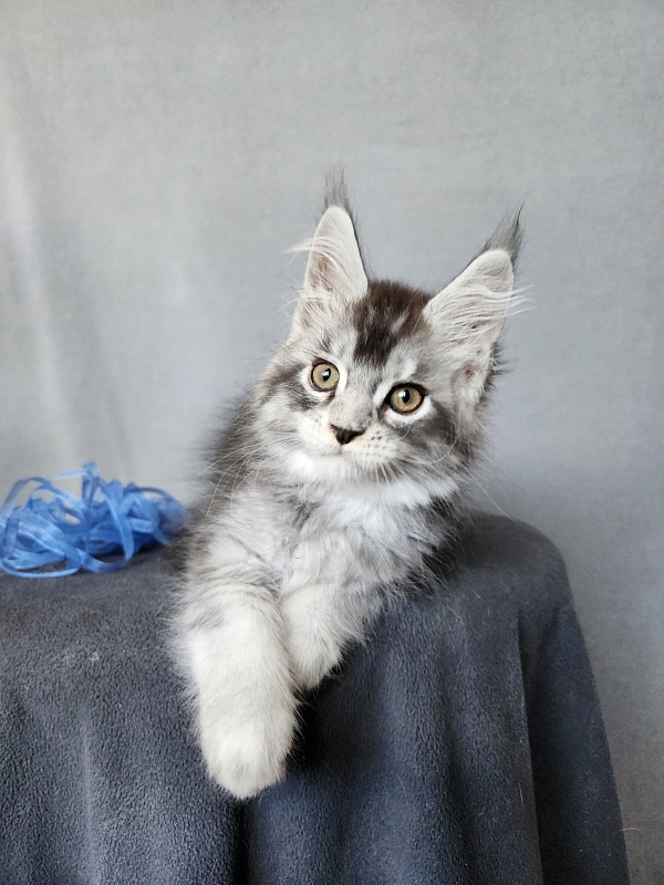 Boss Cat  Akbars - Kitten maine-coon 2 months 1 week