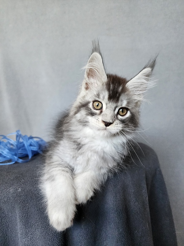 Boss Cat  Akbars - Kitten maine-coon 2 months 1 week