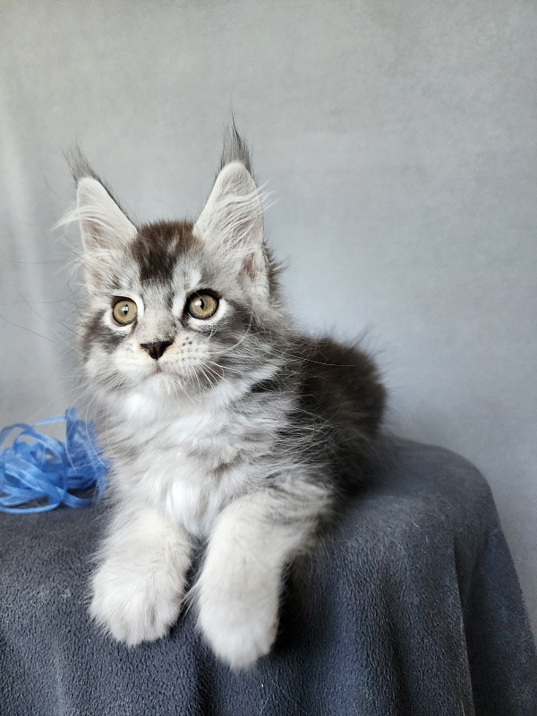 Boss Cat  Akbars - Kitten maine-coon 2 months 1 week