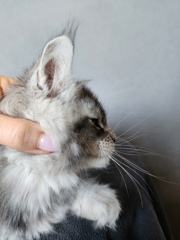 Boss Cat  Akbars - Kitten maine-coon 2 months 1 week