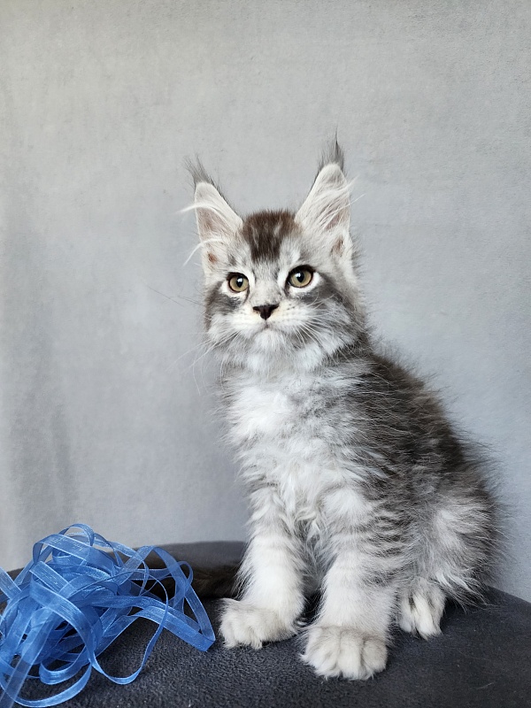 Boss Cat  Akbars - Kitten maine-coon 2 months 1 week