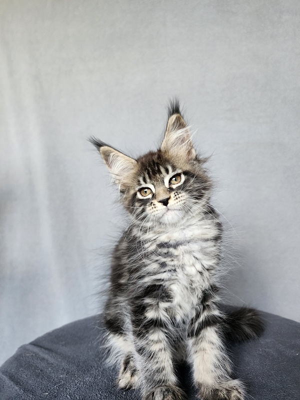 Bel-Аmy  Akbars - Kitten maine-coon 2 months 1 week