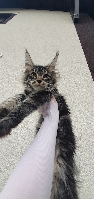 Bel-Аmy  Akbars - Kitten maine-coon 3 months 1.5 week