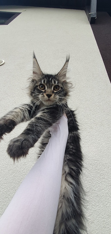 Bel-Аmy  Akbars - Kitten maine-coon 3 months 1.5 week