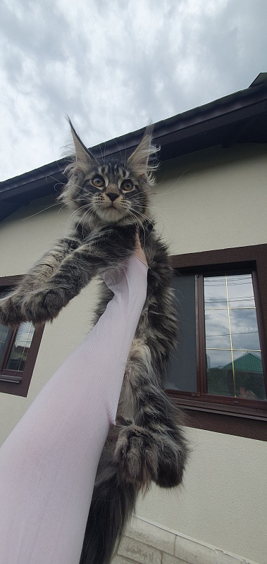 Bel-Аmy  Akbars - Kitten maine-coon 3 months 1.5 week