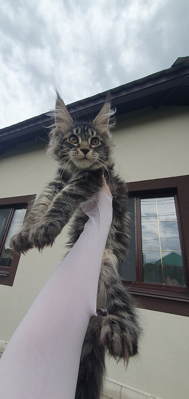 Bel-Аmy  Akbars - Kitten maine-coon 3 months 1.5 week
