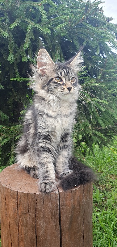 Bel-Аmy  Akbars - Kitten maine-coon 3 months 1.5 week