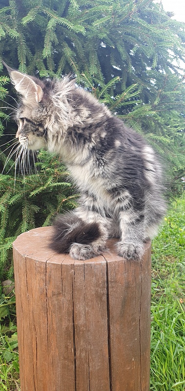 Bel-Аmy  Akbars - Kitten maine-coon 3 months 1.5 week