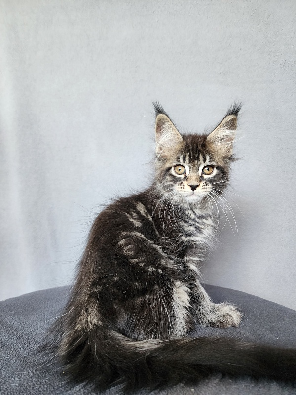 Bel-Аmy  Akbars - Kitten maine-coon 2 months 1 week