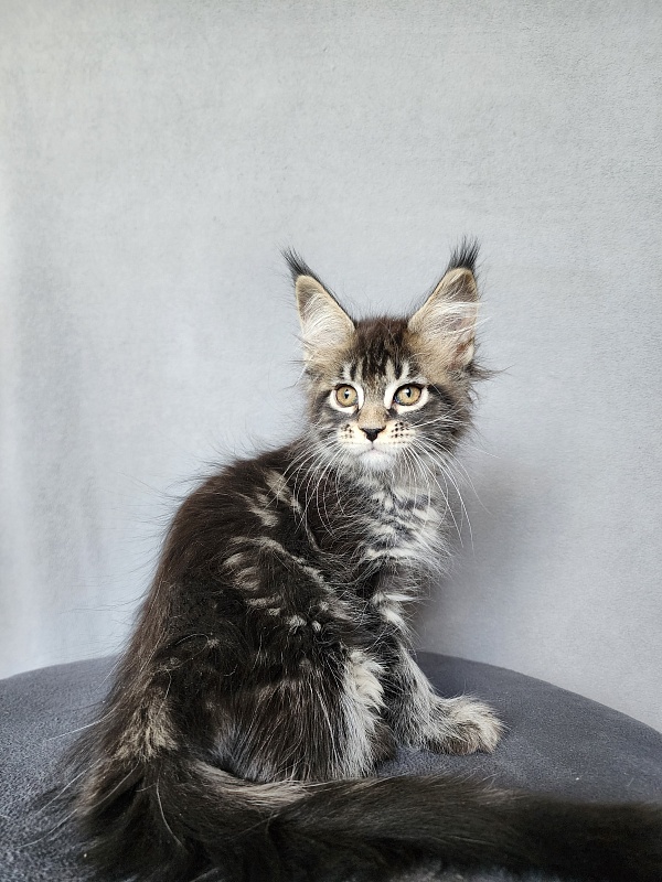 Bel-Аmy  Akbars - Kitten maine-coon 2 months 1 week