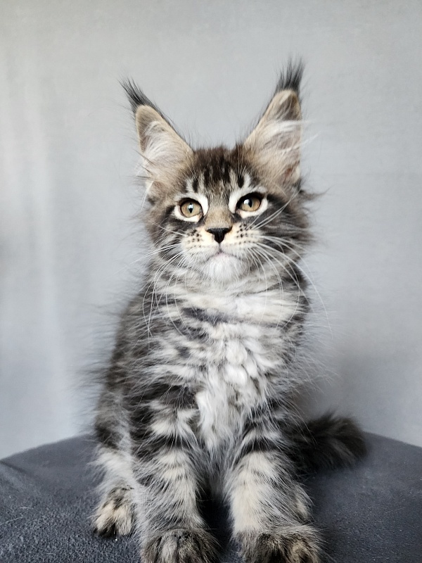 Bel-Аmy  Akbars - Kitten maine-coon 2 months 1 week