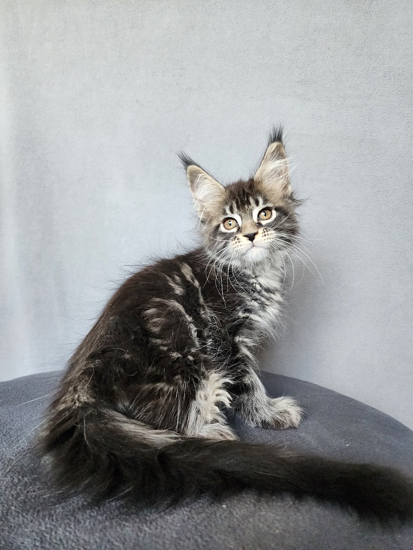 Bel-Аmy  Akbars - Kitten maine-coon 2 months 1 week