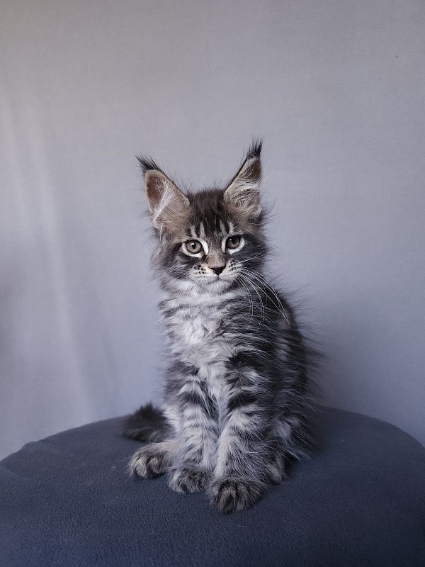 Bel-Аmy  Akbars - Kitten maine-coon 2 months 1 week