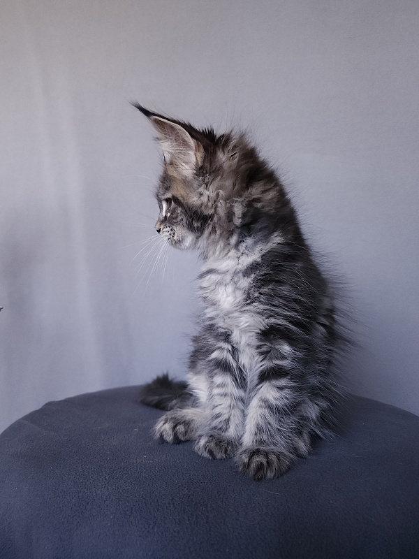 Bel-Аmy  Akbars - Kitten maine-coon 2 months 1 week