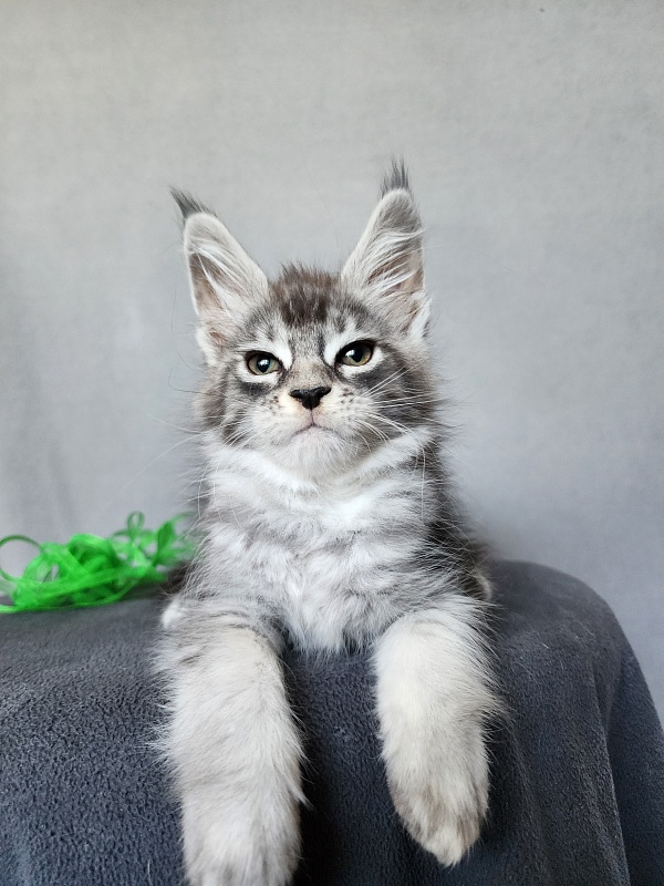 Betsy Cat Akbars - Kitten maine-coon 2 months 1 week