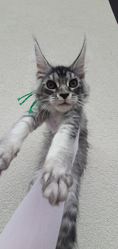 Betsy Cat Akbars - Kitten maine-coon 3 months 1.5 week