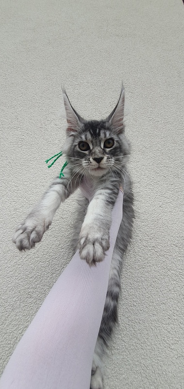 Betsy Cat Akbars - Kitten maine-coon 3 months 1.5 week