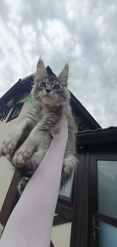 Betsy Cat Akbars - Kitten maine-coon 3 months 1.5 week