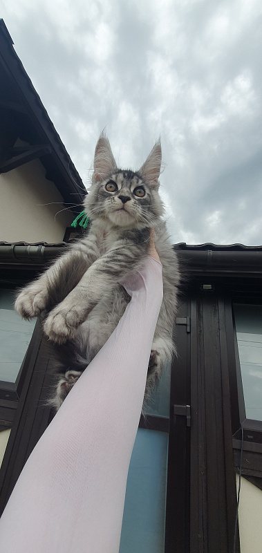 Betsy Cat Akbars - Kitten maine-coon 3 months 1.5 week